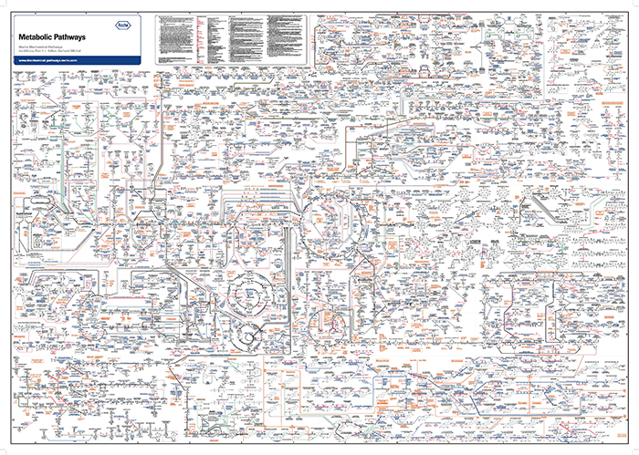 Biochemical Pathways